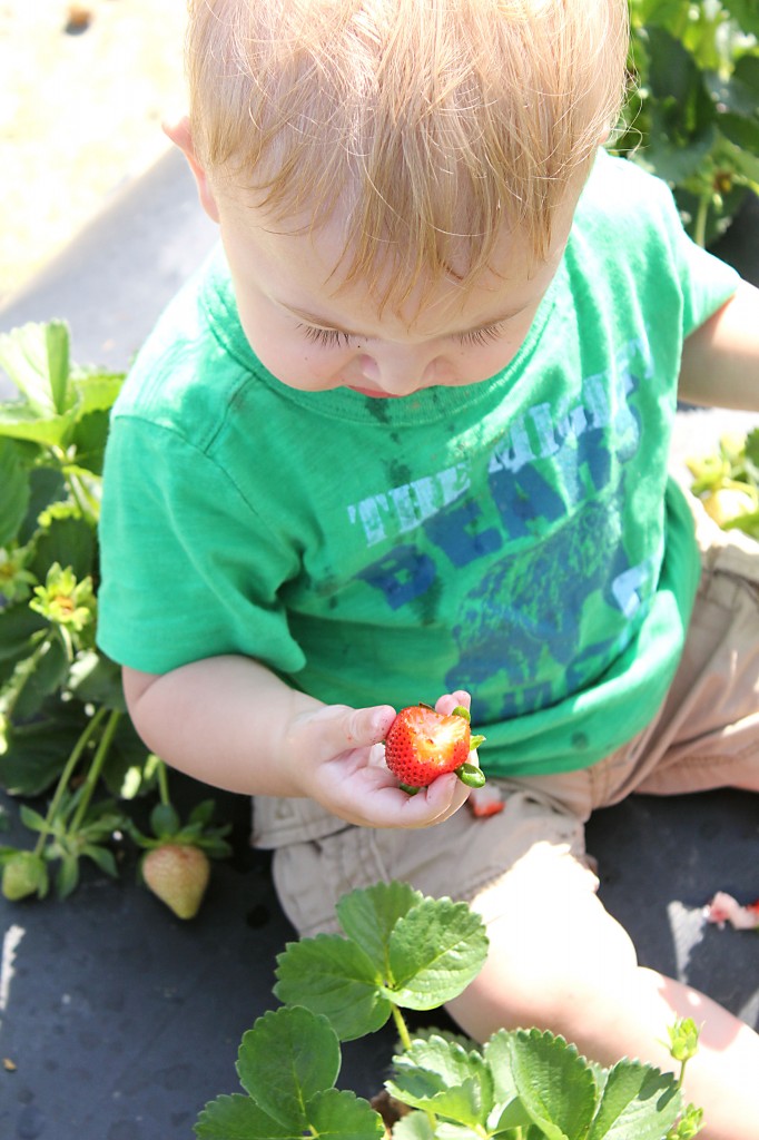 strawberry day 057