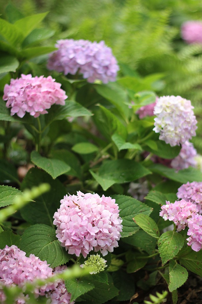 dreamy hydrangeas 037