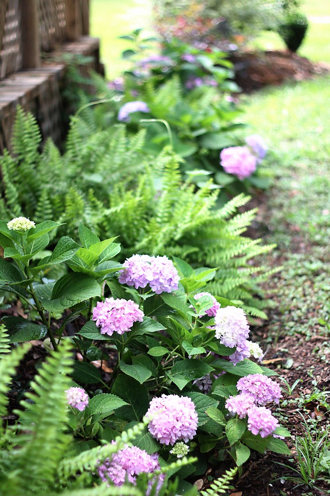 dreamy hydrangeas 041