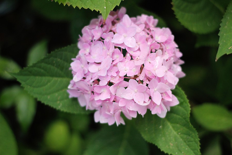 dreamy hydrangeas 043