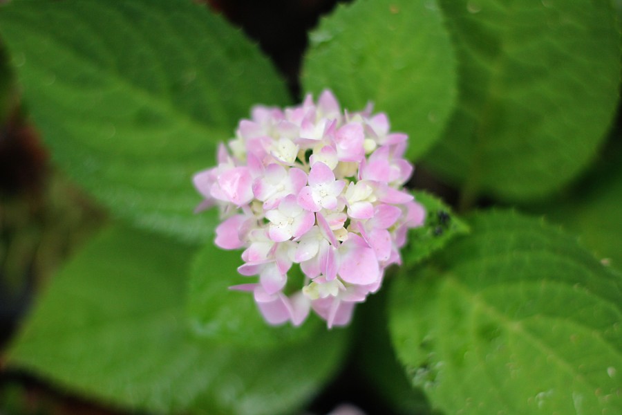 dreamy hydrangeas 045