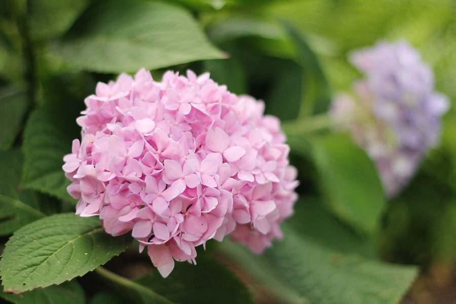 dreamy hydrangeas 049