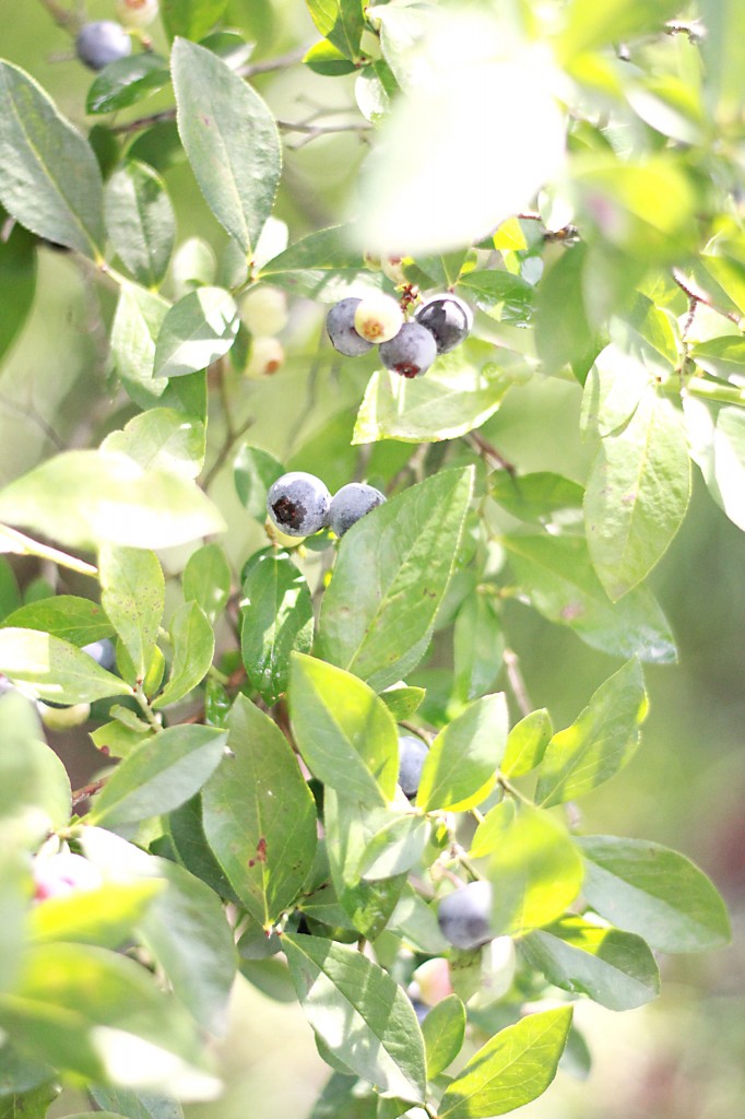 first blueberries 049