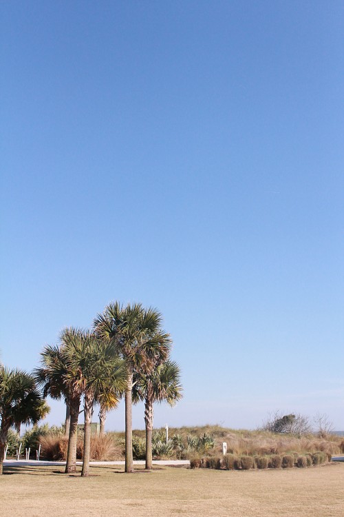 palms and blue sky
