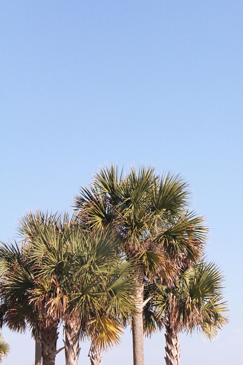 palms at the beach