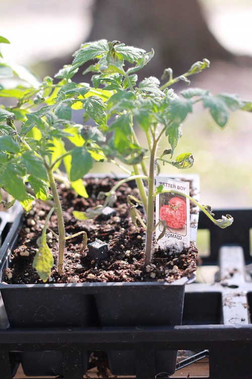 young tomatoes