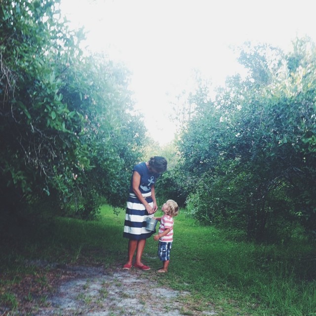 picking blueberries