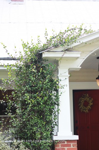 confederate jasmine over front porch entrance