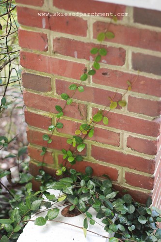 creeping fig on the old brick