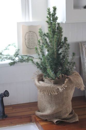 a tiny tree in the kitchen