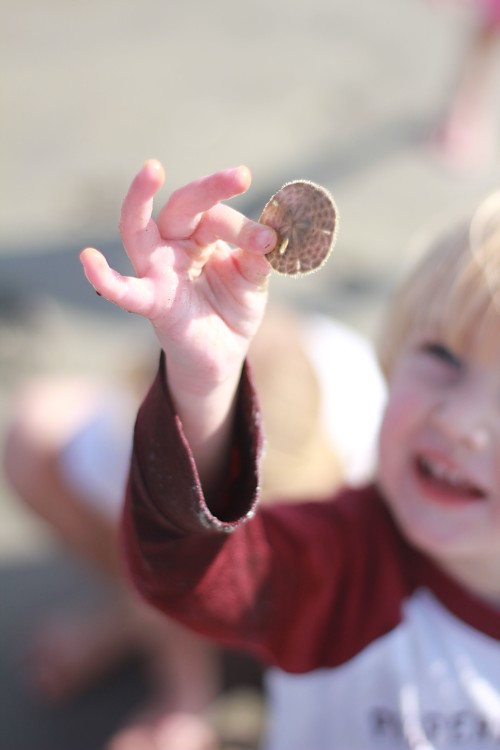 baby sand dollars