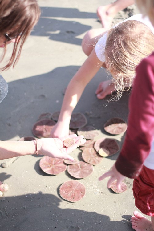 finding sand dollars