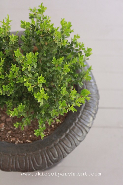 lovely boxwoods