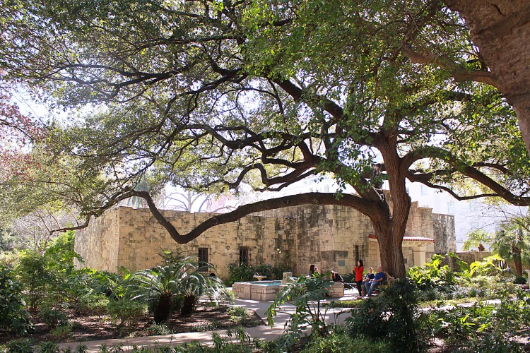Alamo live oak