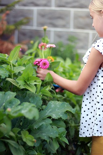 cutting-flowers